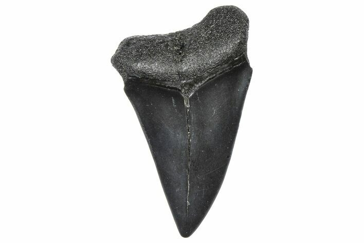 Fossil Broad-Toothed Mako Tooth - South Carolina #360885